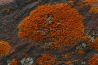 Lichen Cluster.jpg